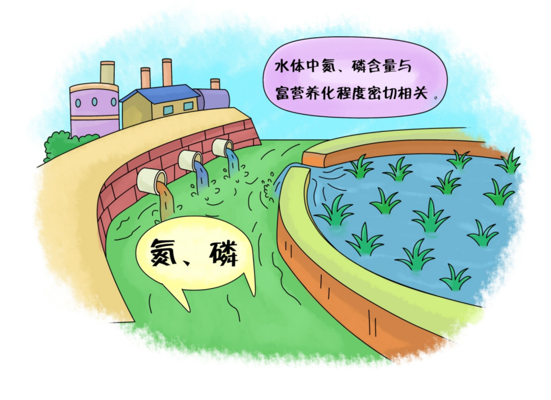 如何減少水體中氮、磷污染的含量